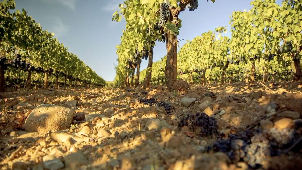Il cambio climatico in vigna: la siccità