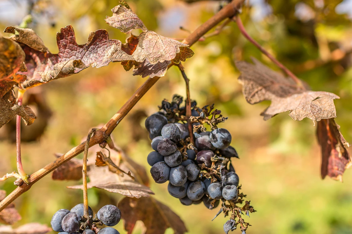 Cambio climatico in vigna